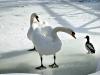 Two Swans