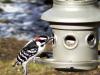 Downy Woodpecker