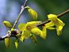 Forsythia