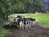 Cows