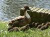 Mother and ducklings