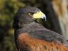 Harris Hawk