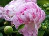 Peonies