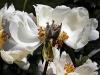 Peonies Last Days