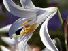 White Lily