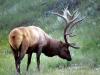 Elk