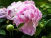 Painted Peonies