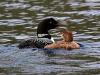 Loon and Chick