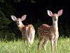 Fawns