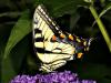 Swallowtail