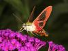 Hummingbird Moth