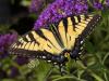 Yellow Swallowtail