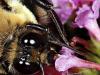 Bee Feeding