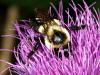 Bee on a Thistle