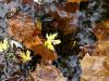 Leaves in the Brook