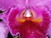 Orchid