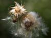 Seeds to sow