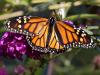 Monarch Butterfly
