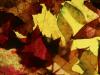 Leaves