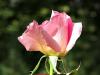 Simple Rose