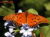 Orange Butterfly
