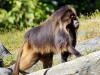 Baboon