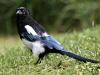 Magpie