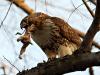 Red-tailed Hawk