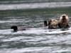 Sea Otters