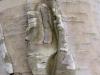 Birch Bark
