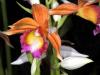 Orchid