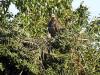 Eaglet