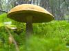 Forest Floor