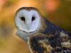 Barn Owl