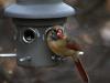 Female Cardinal