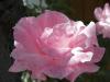 Pink Rose