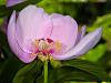 Pink Peonie