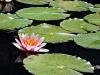 Lily Pads