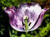 Purple Tulip