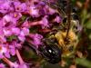 Bee Feeding