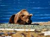 Grizzly Bear at Rest