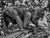 Gorilla Infant