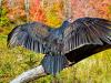Turkey Buzzard