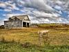 Cows at Noon