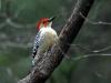 Red-bellied Woodpecker