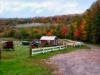 Fall Colors