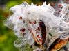 Milkweed #1