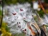 Milkweed #2