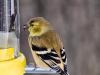 American Goldfinch
