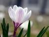 Crocus